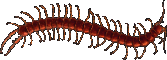 centipede separator