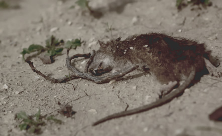 Dead rat (partially mummified)