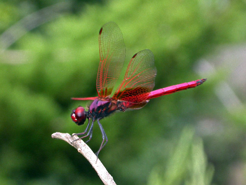 Dragonfly