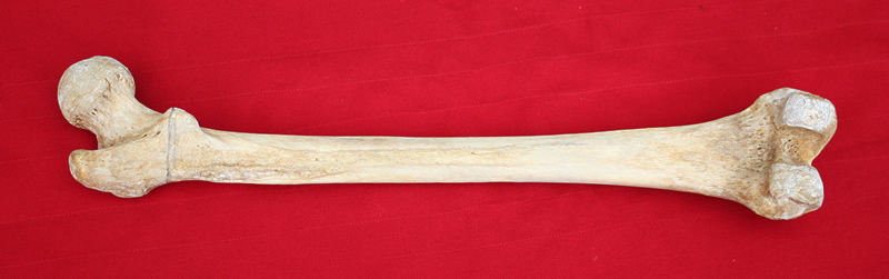 Human femur (thigh bone)