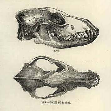 Jackal skull engraving