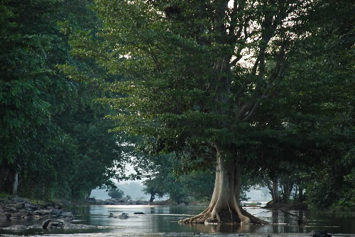 Jungle river scene, Kerala